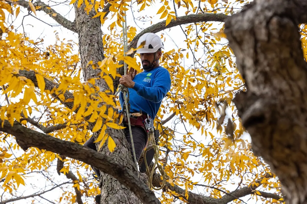 Skilled Tree Trimming crew working in Berlin